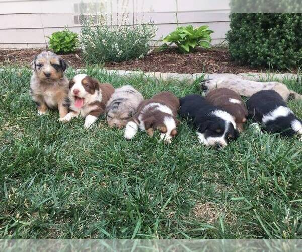 Medium Photo #1  Breeder Profile in SPRINGDALE, WA, USA