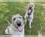 Small #1 Breeder Profile image