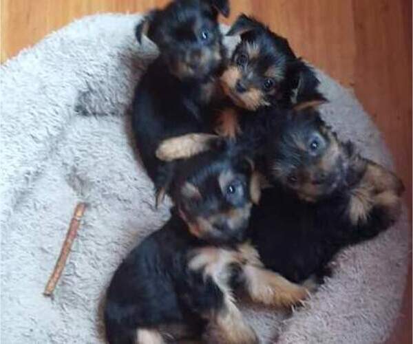Medium Photo #1  Breeder Profile in MERIDEN, CT, USA