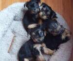 Small breeder photo