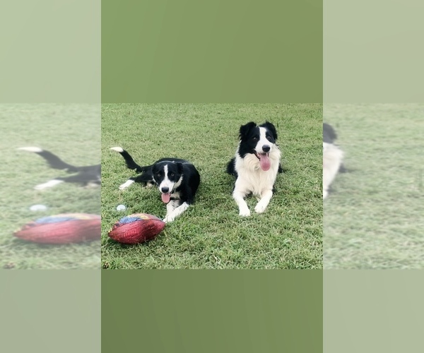 Medium Photo #1  Breeder Profile in VIRGINIA BEACH, VA, USA