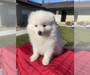 Pomeranian Dog Breeder near SACRAMENTO, CA, USA