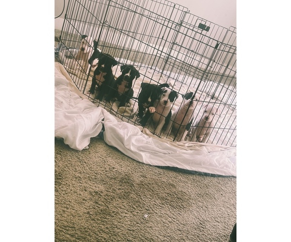 Medium Photo #1  Breeder Profile in WHITEHALL, OH, USA