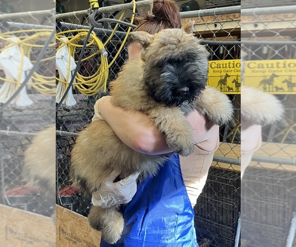 Medium Photo #1  Breeder Profile in LOUISVILLE, KY, USA