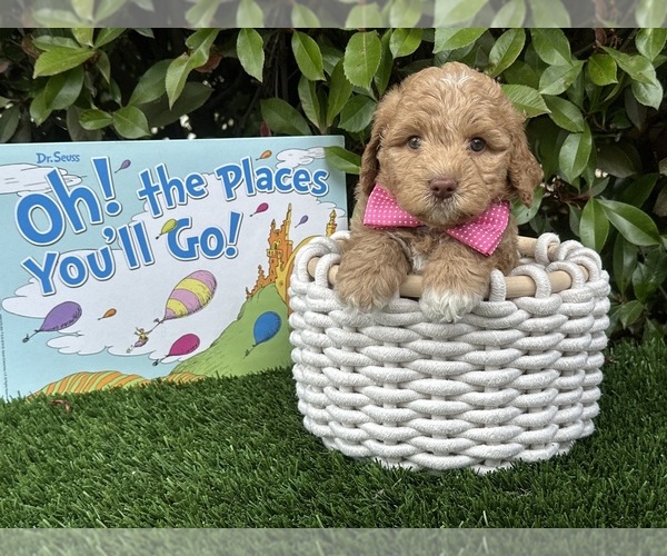 Medium Photo #60  Breeder Profile in BAKERSFIELD, CA, USA