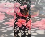Small #237 Breeder Profile image