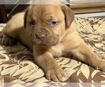 Small breeder photo