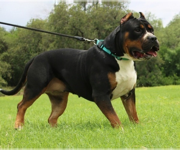 Medium Photo #10  Breeder Profile in LITTLE ELM, TX, USA