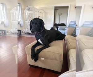 Great Dane Dog Breeder near LANGHORNE, PA, USA