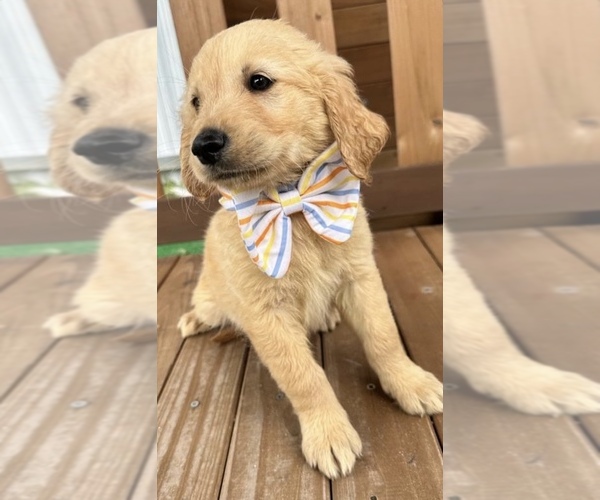 Medium Photo #1  Breeder Profile in MIAMI, FL, USA