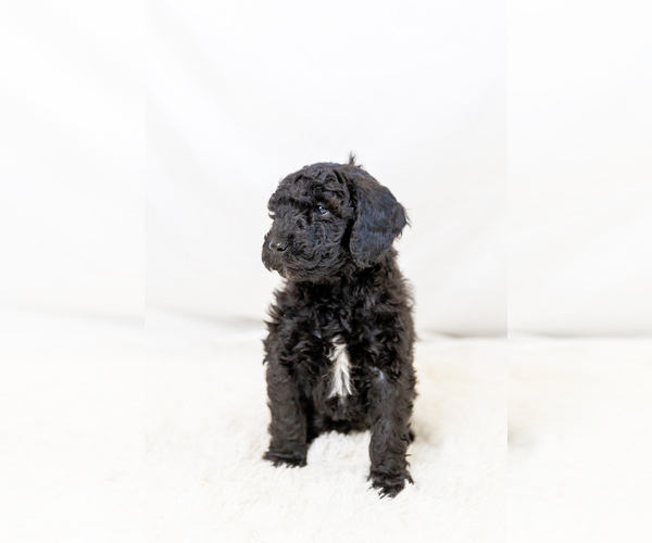 Medium Photo #2  Breeder Profile in WEST JORDAN, UT, USA