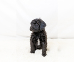 Small #1 Breeder Profile image
