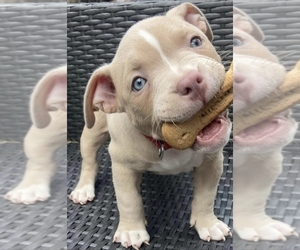 American Pit Bull Terrier Dog Breeder near PORT ORCHARD, WA, USA
