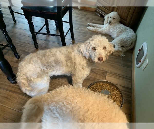 Medium Photo #1  Breeder Profile in HOLT, MO, USA