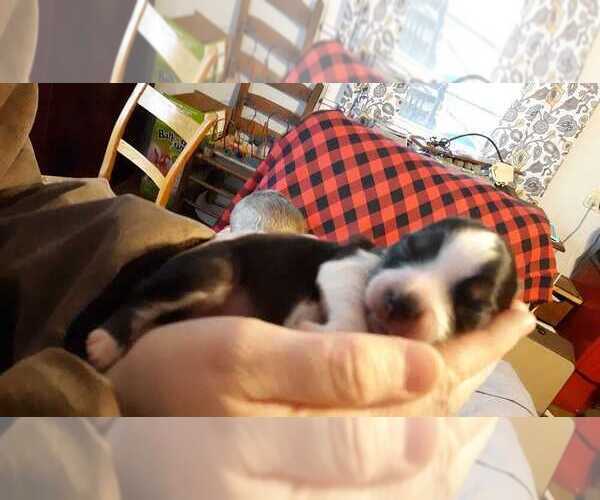 Medium Photo #1  Breeder Profile in GRETNA, VA, USA