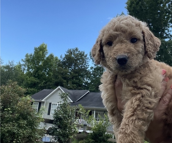 Medium Photo #1  Breeder Profile in ROCKMART, GA, USA