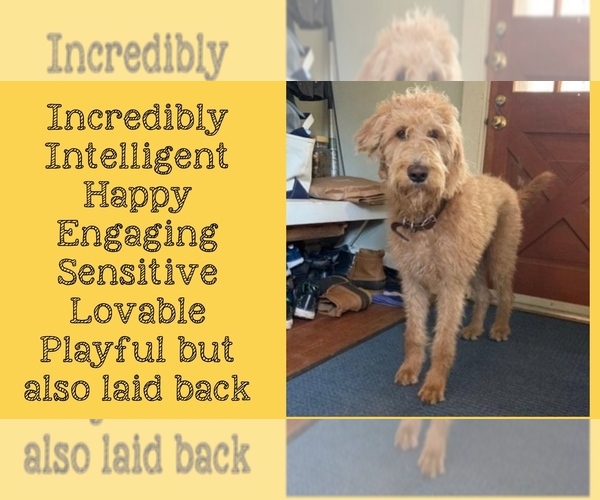 Medium Photo #7  Breeder Profile in CLEVELAND, OH, USA