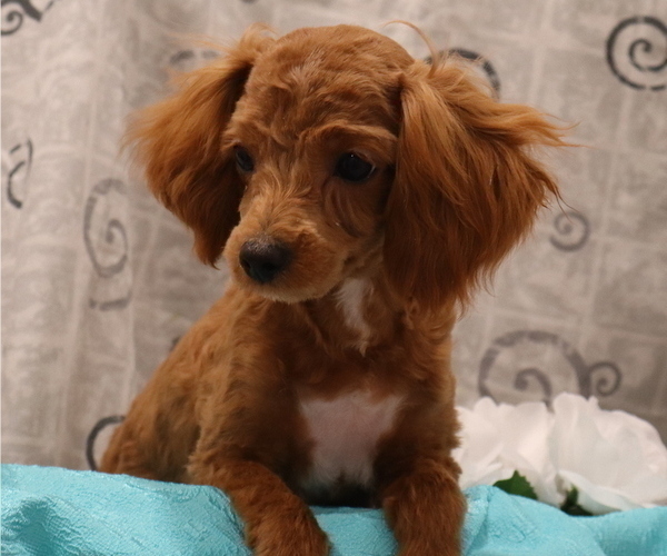 Medium Photo #15  Breeder Profile in THORP, WI, USA