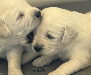 English Cream Golden Retriever Dog Breeder near PLYMOUTH, CA, USA