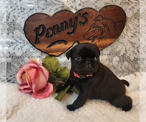 Pug Dog Breeder near GRAND JUNCTION, IA, USA