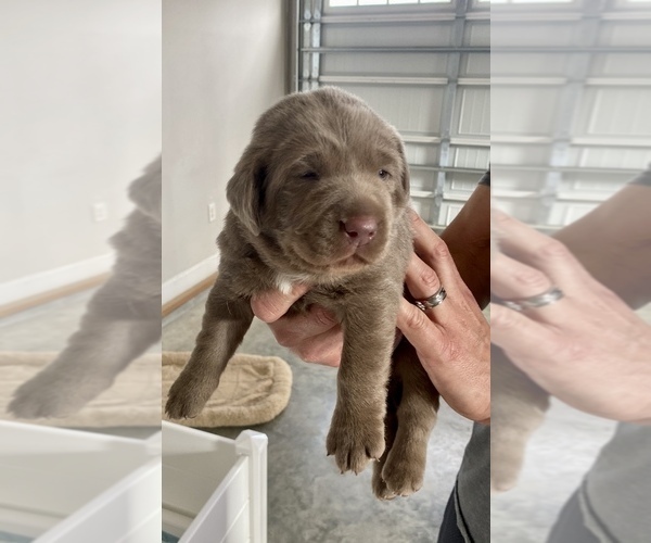 Medium Photo #1  Breeder Profile in THOMSON, GA, USA