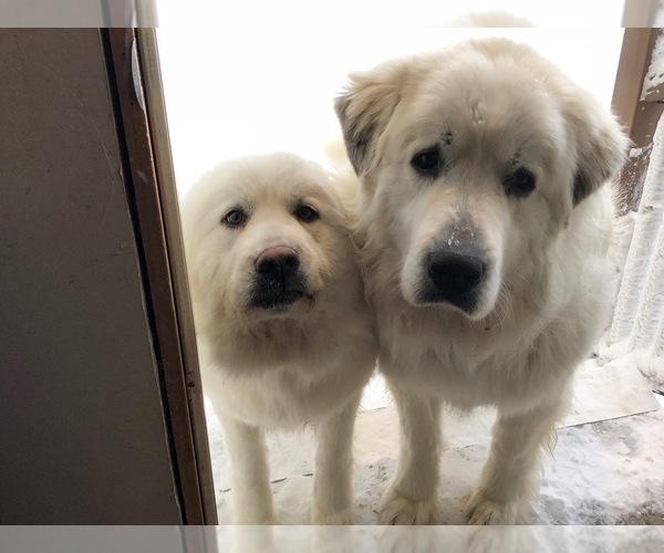 Medium Photo #1  Breeder Profile in HUBBARD, IA, USA