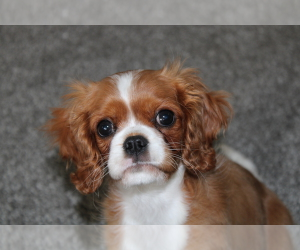 Medium Photo #2  Breeder Profile in REINHOLDS, PA, USA
