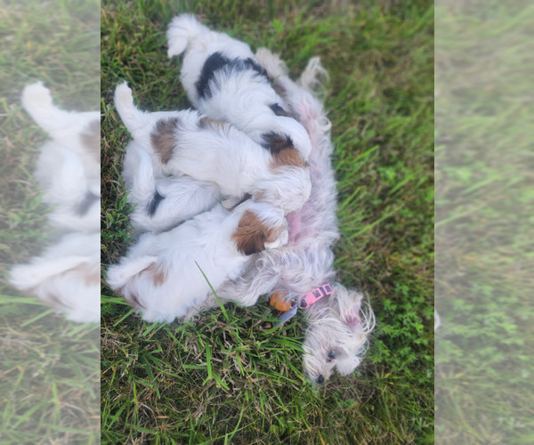 Medium Photo #18  Breeder Profile in FARMINGTON, MN, USA