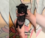 Small #43 Breeder Profile image