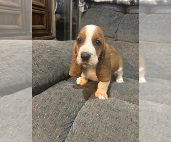 Medium Photo #4  Breeder Profile in PICKERINGTON, OH, USA