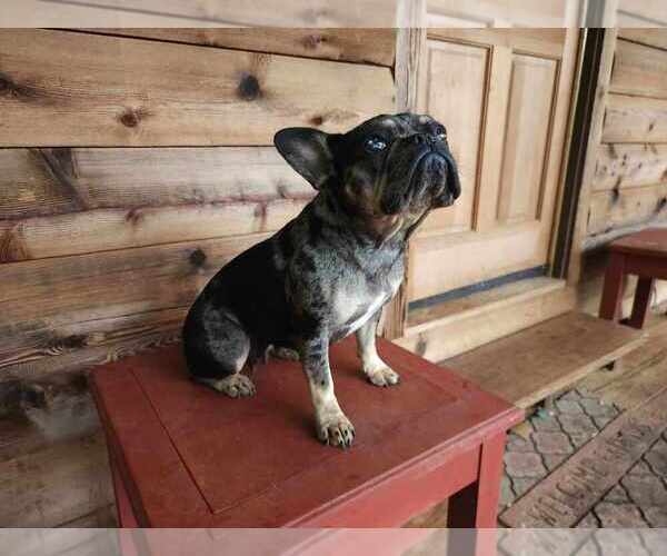 Medium Photo #1  Breeder Profile in RIDGEWAY, VA, USA