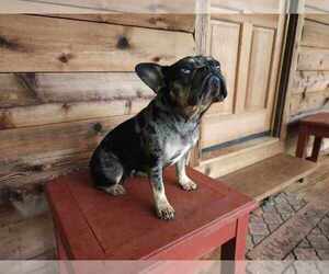 French Bulldog Dog Breeder in RIDGEWAY,  USA