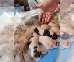 Small #52 Breeder Profile image