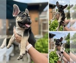 Small breeder photo