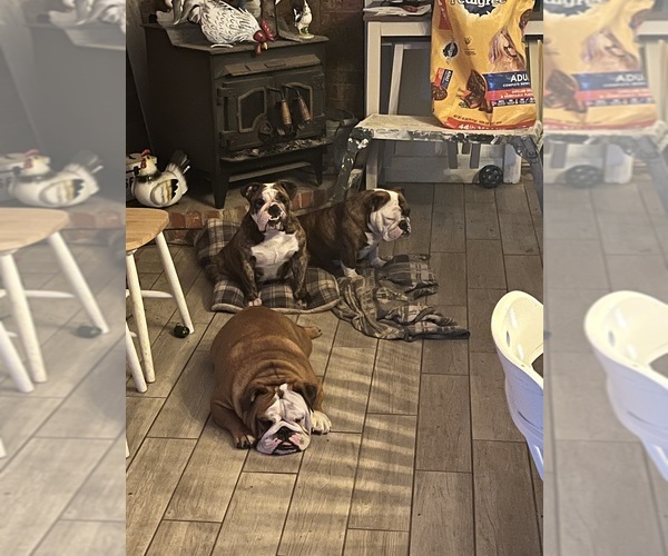 Medium Photo #1  Breeder Profile in OPELIKA, TX, USA