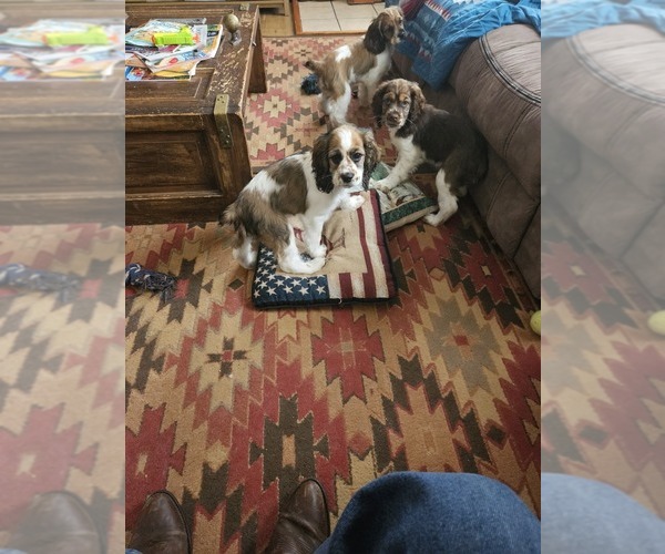 Medium Photo #2  Breeder Profile in FANCY GAP, VA, USA