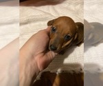 Small breeder photo