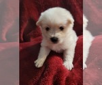 Small #80 Breeder Profile image