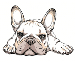French Bulldog Dog Breeder near SMYRNA, TN, USA