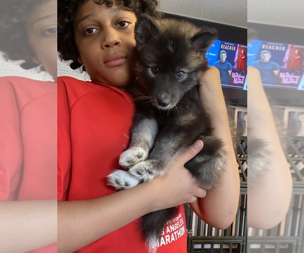 Medium Photo #1  Breeder Profile in BOONE, NC, USA