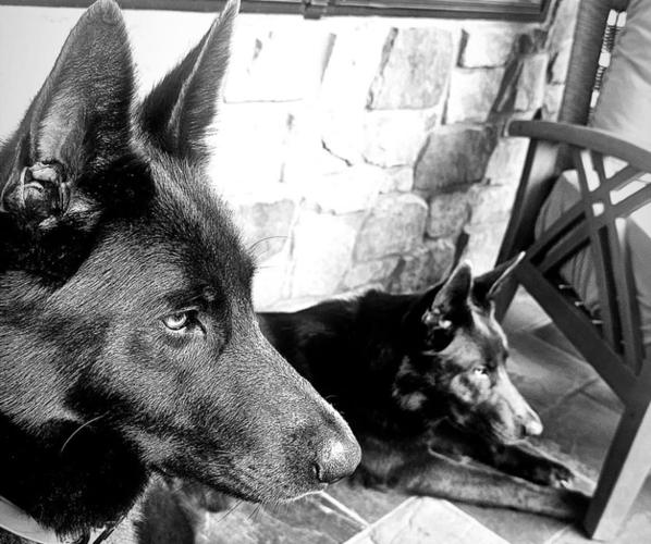 Medium Photo #7  Breeder Profile in RUCKERSVILLE, VA, USA