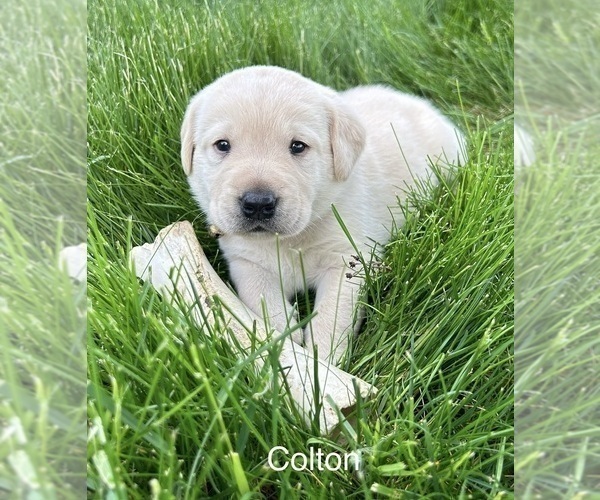Medium Photo #11  Breeder Profile in FREDERICKSBG, OH, USA
