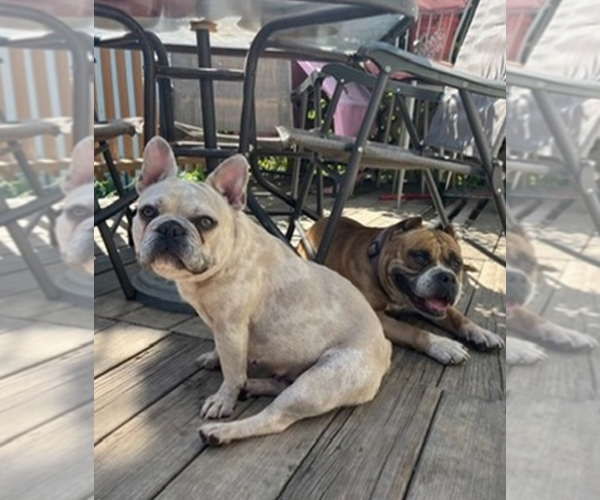 Medium Photo #14  Breeder Profile in NEW BEDFORD, MA, USA