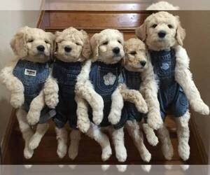 Goldendoodle Dog Breeder near PORTLAND, ND, USA