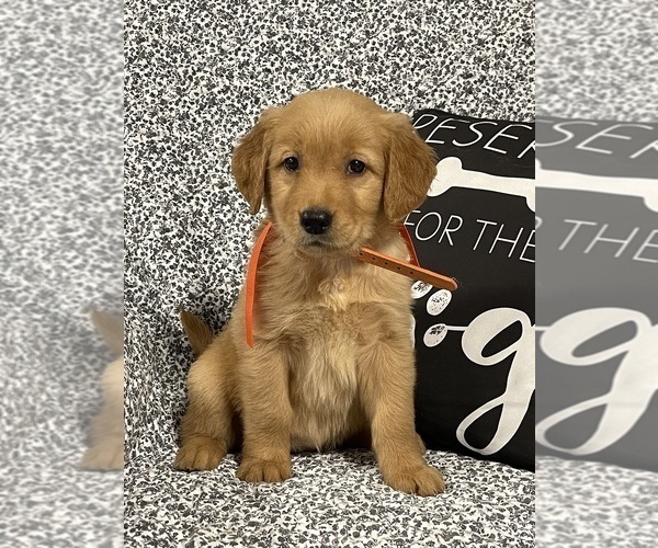 Medium Photo #4  Breeder Profile in CENTRAL CITY, KY, USA