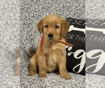 Small #3 Breeder Profile image