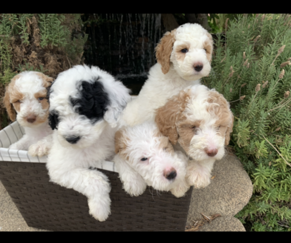 Medium Photo #1  Breeder Profile in CLOVIS, CA, USA