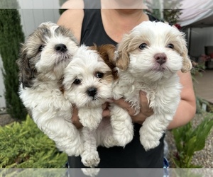 Shorkie Tzu Dog Breeder near VANCOUVER, WA, USA