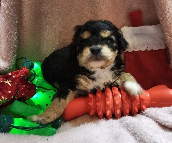 Medium Photo #1  Breeder Profile in ALLIANCE, NE, USA