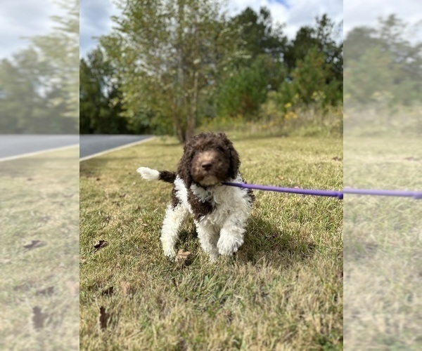 Medium Photo #12  Breeder Profile in BRANDON, FL, USA